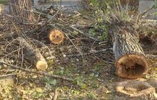 Фото 2: На місці зрізаних аварійних дерев біля цирку висадять нові