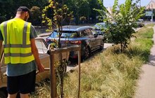 Фото 3: У Львові встановили понад 500 поливальних мішків для дерев