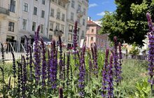 Фото 4: Вербена, рудбекія та ехінацея – на площі Ринок висадили нові квіти