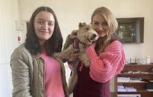 Фото 9: За місяць ЛКП «Лев» прилаштувало 27 тварин