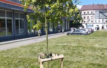 Фото 1: Щоб вберегти молоді дерева від спеки: працівники комунальних підприємств Львова встановлюють спеціальні мішки для поливу