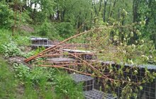 Фото 4: Мерія закликає припинити крадіжки зелених насаджень у парках міста: у парку ім. Б. Хмельницького невідомі викрали сакури
