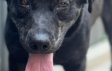 Фото 13: 50 собак і 17 котів чекають на своїх господарів у ЛКП «Лев»