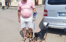 Фото 8: 11 собак та кота з ЛКП «Лев» прилаштували за 2 тижні