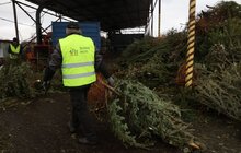 Фото 4: На міській станції компостування переробляють використані новорічні ялинки