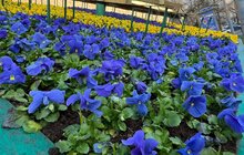 Фото 3: У Львові висадили перші квіти: квітковий годинник на площі Митній вже у синьо-жовтих віолах