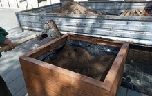 Фото 1: На вул. Л. Українки відремонтували тротуар та висаджують клени