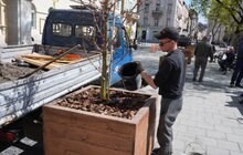 Фото 23: На вул. Л. Українки відремонтували тротуар та висаджують клени