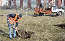 Фото 12: На Сихові висаджують 20 нових дерев, план міста на цей рік — не менше 10 тис зелених насаджень