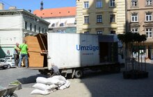 Фото 2: На пл. Катедральній висадили 10 кулястих кленів у горщиках 