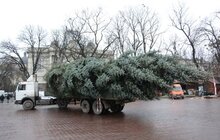 Фото 7: У Львові встановили головну новорічну ялинку: за тиждень її урочисто відкриють