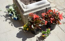 Фото 13: У районах Львова продовжують висаджувати квіткові композиції