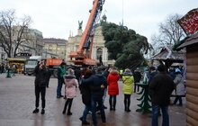 Фото 1: До Львова привезли головну ялинку міста