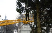 Фото 10: Головну ялинку міста демонтовують та відправлять на утилізацію