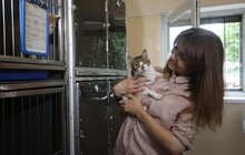 Фото 9: Львів перший у світі підрахував вуличних котів