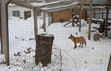 Фото 4: У мерії розглядають можливості комплексного розвитку парку «Знесіння» і Домівки врятованих тварин