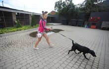 Фото 18: У Львові відомі спортсмени допомагали безпритульним тваринам