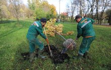 Фото 4: У парку «700-річчя» триває висадка дерев та кущів
