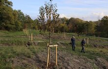 Фото 14: У парку «700-річчя» триває висадка дерев та кущів