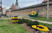 Фото 6: Квітковий годинник на площі Митній вже у синьо-жовтих квітах
