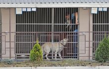 Фото 12: ЛКП «Лев» прилаштувало за 3 роки 2 тис тварин