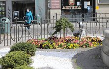 Фото 14: У Львові висаджують квіткові композиції