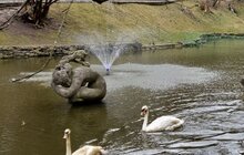 Фото 4: На озеро у Стрийському парку повернулися лебеді