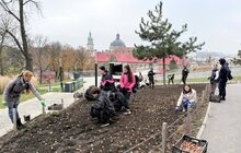 Фото 3: Навесні на Меморіалі пам’яті Героїв Небесної Сотні розквітнуть бузково-фіолетові тюльпани