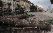 Фото 4: Біля Органного залу сьогодні зрізають ялинки, на їх місці висадять 15 нових дерев