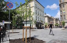 Фото 7: На площі Галицькій висадили нові дерева