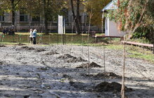 Фото 1: У Дублянах висадили алею з сакур у пам’ять про полеглих Героїв