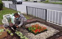 Фото 5: На роздільній смузі на пр. Чорновола висаджено 6 тис саджанців квітів