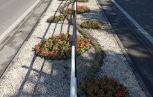 Фото 6: На роздільній смузі на пр. Чорновола висаджено 6 тис саджанців квітів