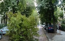 Фото 10: У Львові оперативно ліквідовують наслідки негоди: повалені дерева, обірвані мережі та зміни в русі транспорту (відео)