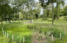 Фото 2: Маки, волошки та інші польові квіти: у Львові цвітуть шість ділянок різнотрав’я