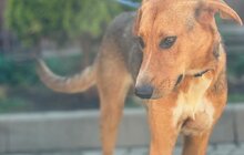 Фото 4: 50 собак і 17 котів чекають на своїх господарів у ЛКП «Лев»