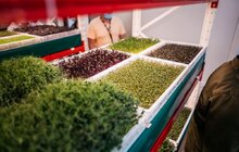 Фото 23: Міський голова Львова відвідав локальний фестиваль Street Food та відзначив підприємців ринку «Шувар» за вагомий внесок у розвиток малого бізнесу