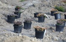 Фото 3: У Львові біля лікарні швидкої медичної допомоги висадили «Сад Здоров’я»