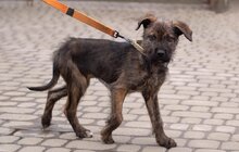 Фото 17: 50 собак і 17 котів чекають на своїх господарів у ЛКП «Лев»