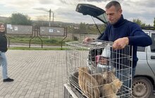 Фото 2: Майже 30 домашніх тварин провакцинували від сказу у Лисиничах