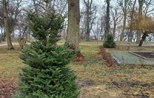 Фото 6: У парку Високий замок встановили гойдалки та висадили 127 дерев