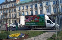Фото 3: У Львові висадили перші квіти: 1408 штук віол заквітчали «квітковий годинник» біля пл. Митної