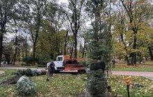 Фото 5: Сьогодні в парку Франка висаджують 6 дерев