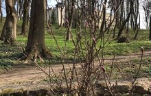 Фото 2: У Стрийському парку висадили 10 кущових магнолій