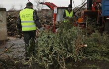 Фото 5: На міській станції компостування переробляють використані новорічні ялинки