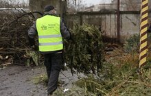 Фото 9: На міській станції компостування переробляють використані новорічні ялинки