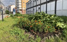 Фото 7: Овочі, квіти, пряні трави і навіть кавуни: що росте на городах мешканців модульного містечка
