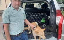 Фото 11: 11 собак та кота з ЛКП «Лев» прилаштували за 2 тижні