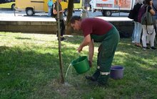 Фото 4: У Львові продовжують чіпувати дерева з допомогою геоінформаційної системи управління зеленими насадженнями Inspectree