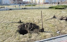 Фото 3: На Сихові висаджують 20 нових дерев, план міста на цей рік — не менше 10 тис зелених насаджень